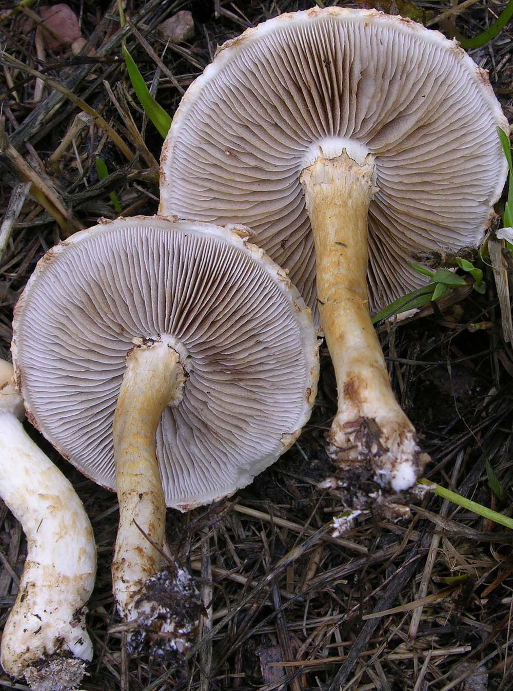 Agrocybe molesta(Lasch)Singer